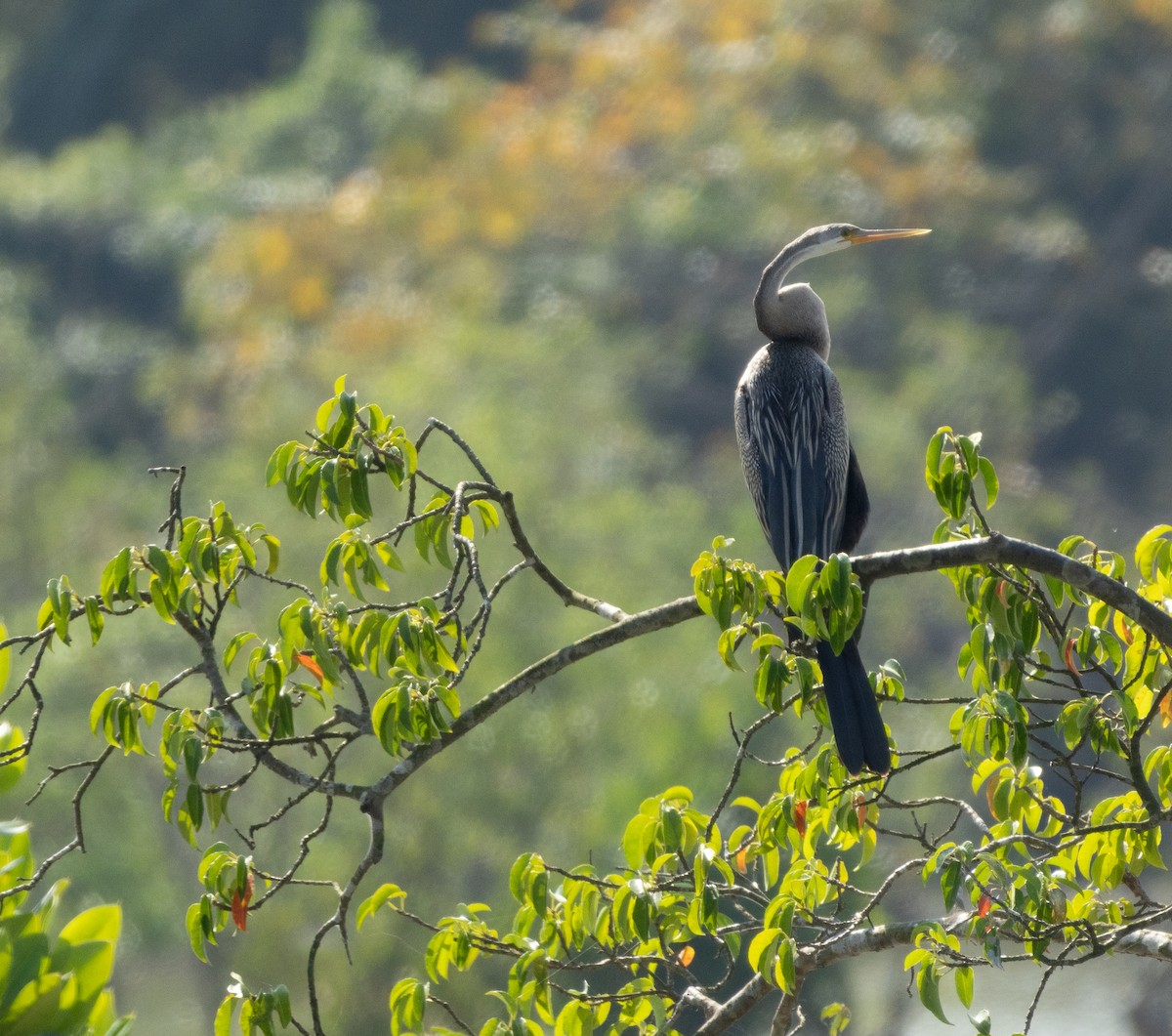 Oriental Darter - ML645707970