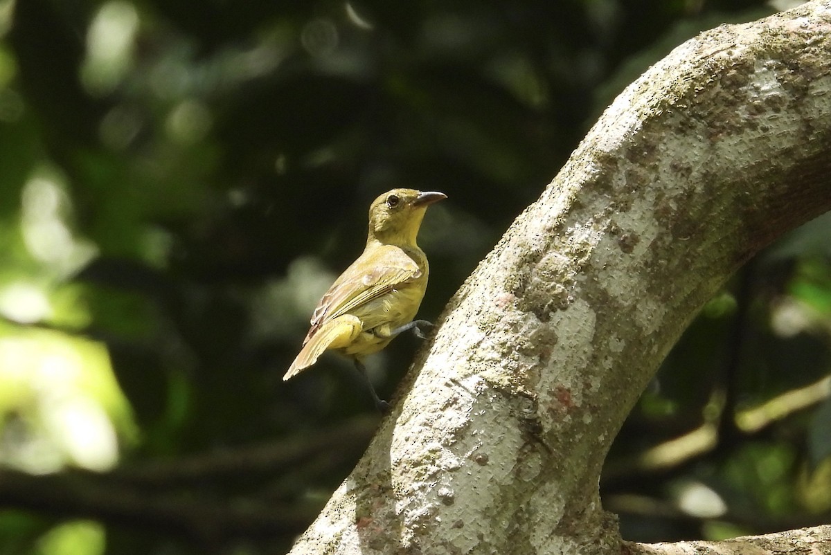 Yellow-backed Tanager - ML645707976