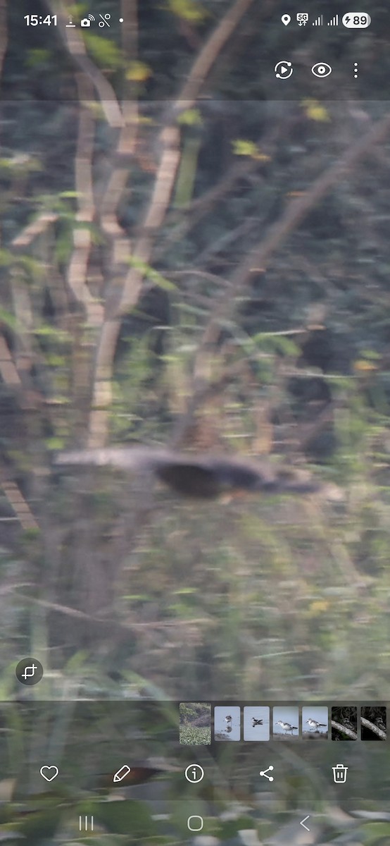 Large Hawk-Cuckoo - ML645707983