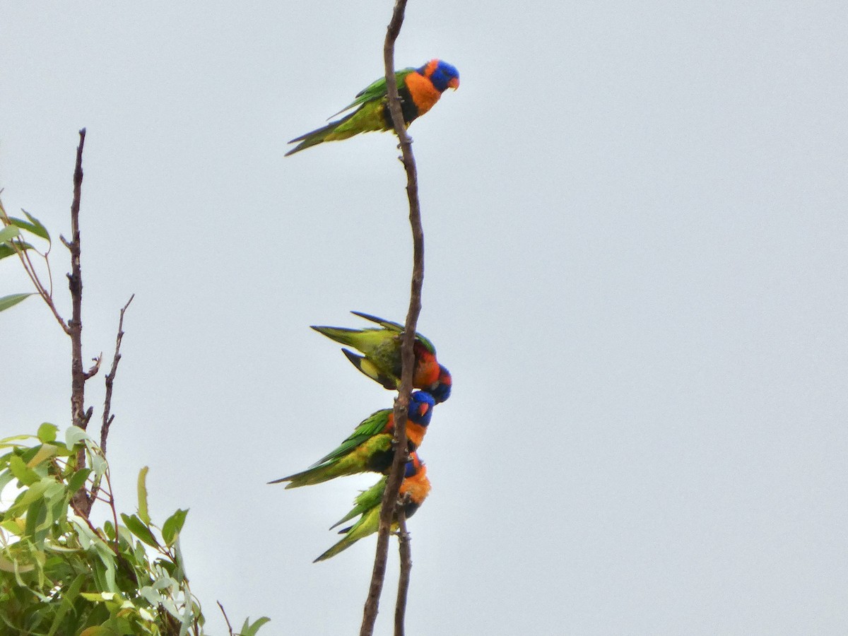 Red-collared Lorikeet - ML645707992
