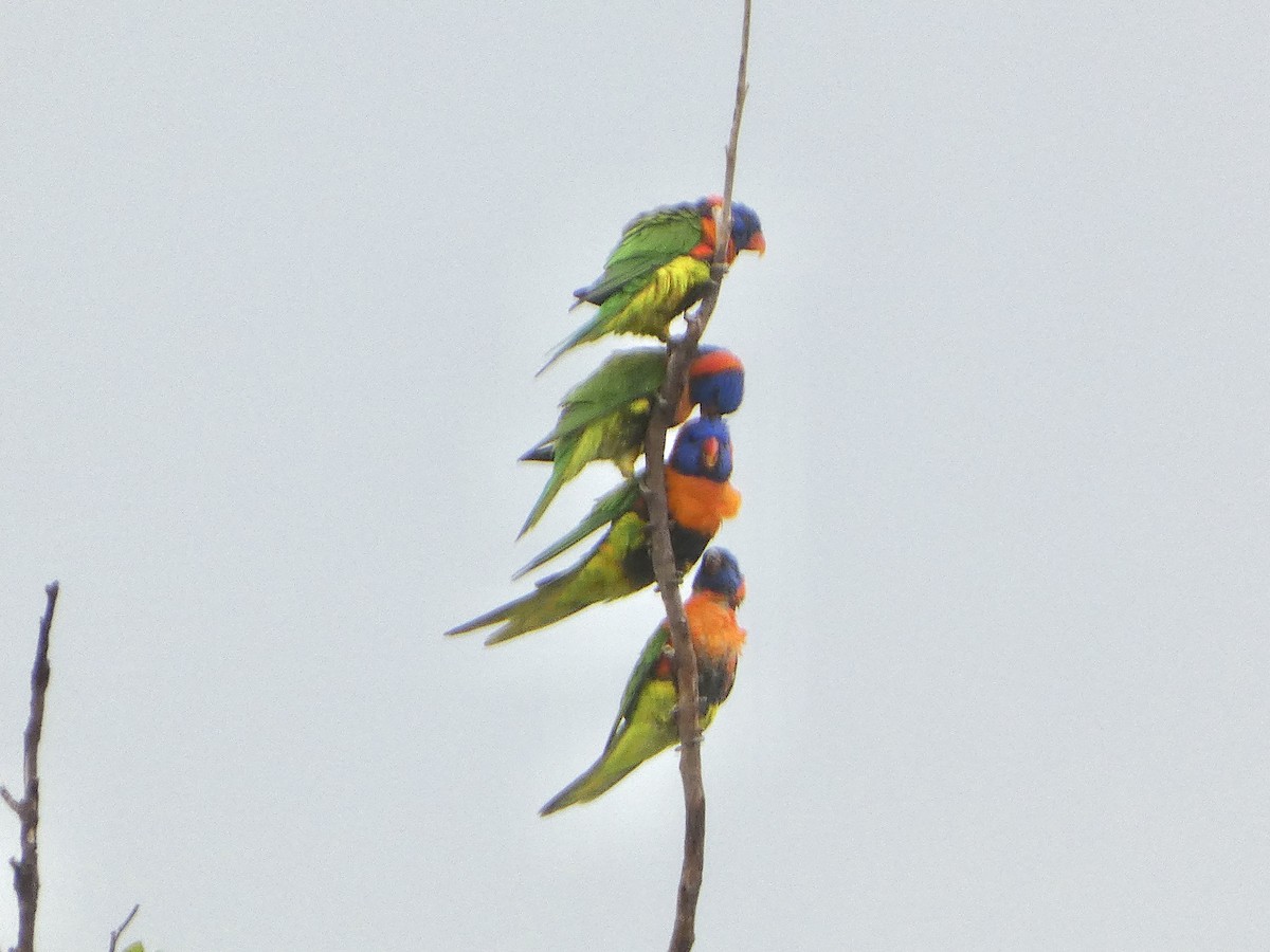 Red-collared Lorikeet - ML645707993