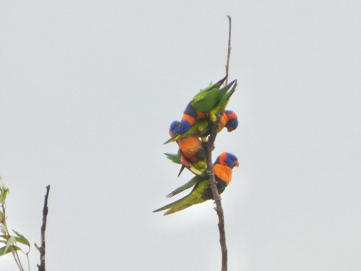 Red-collared Lorikeet - ML645707994