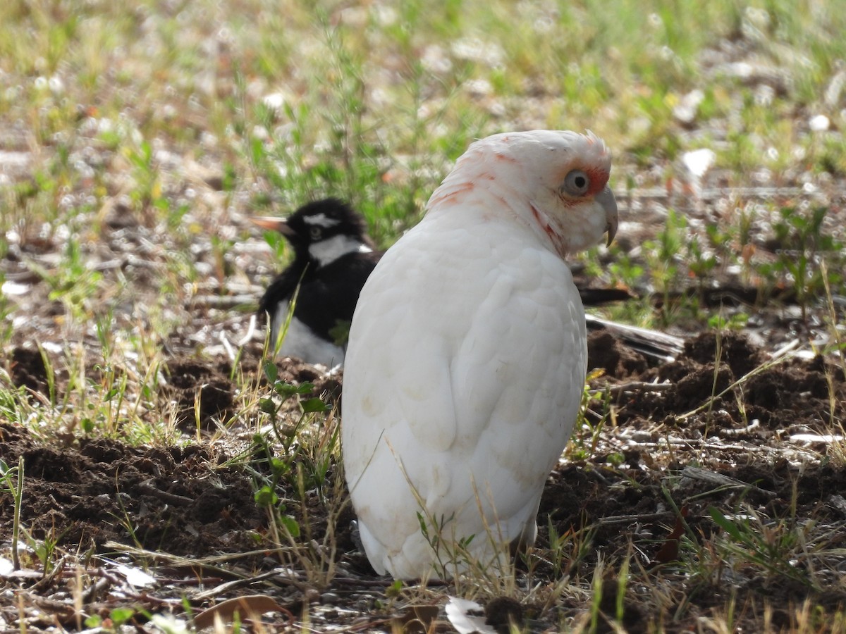 Long-billed Corella - ML645707998