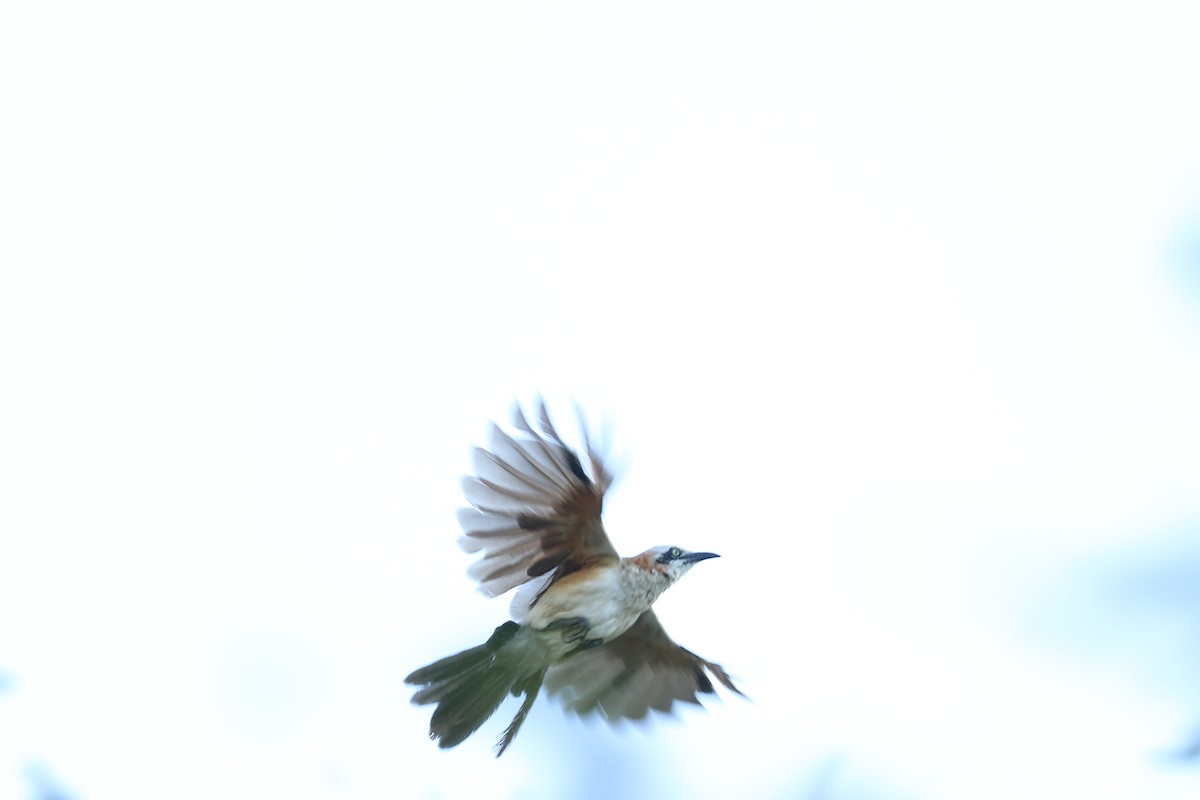 Bare-cheeked Babbler - ML645708000