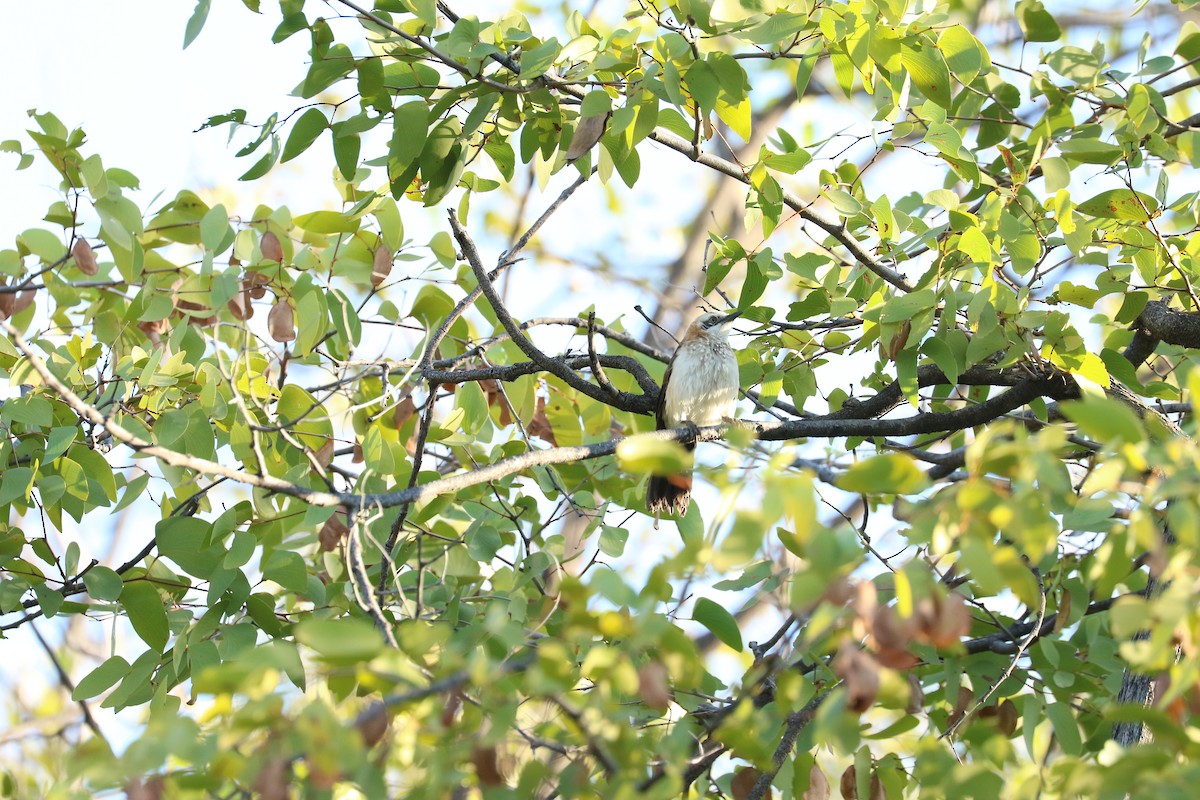 Bare-cheeked Babbler - ML645708001