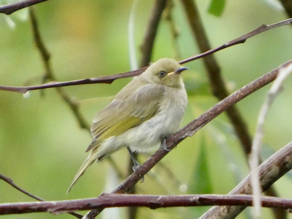 Brown Honeyeater - ML645708002