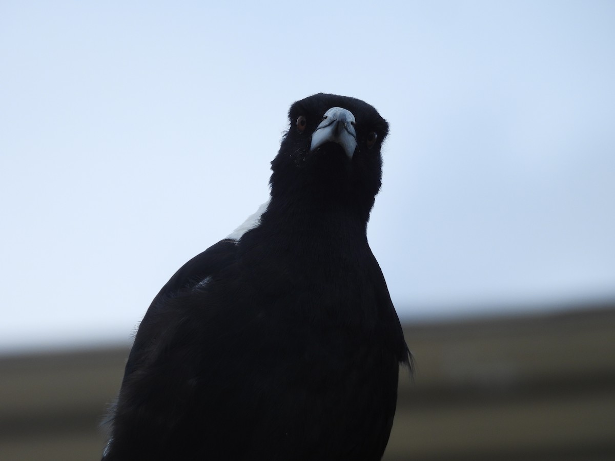 Australian Magpie - ML645708003
