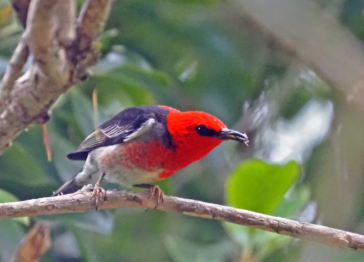 Scarlet Myzomela - ML645708004