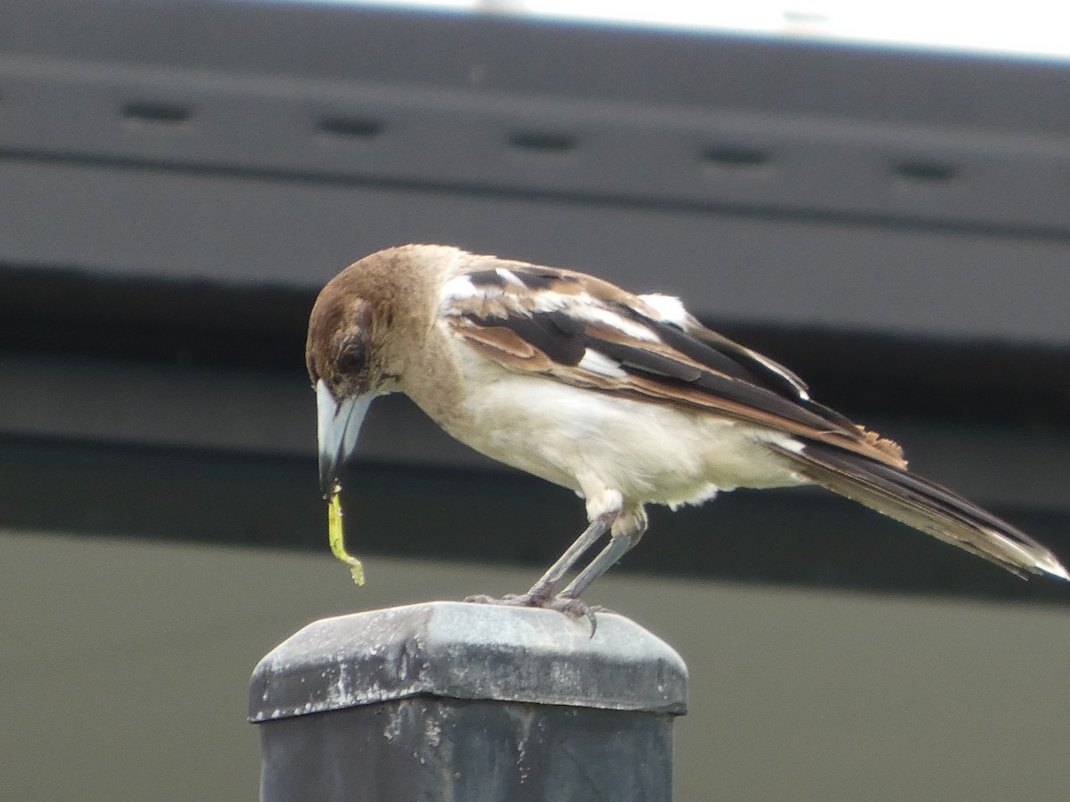 Pied Butcherbird - ML645708006