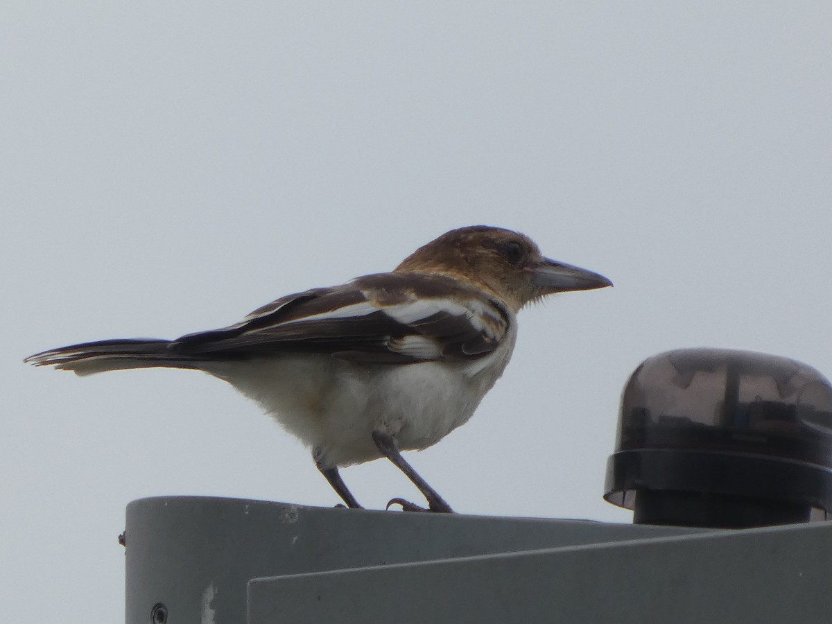 Pied Butcherbird - ML645708007