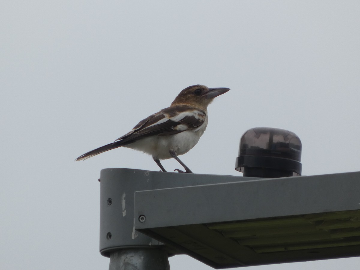 Pied Butcherbird - ML645708008