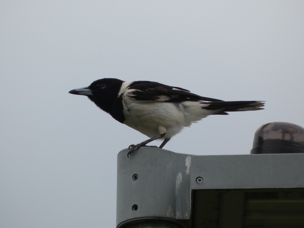 Pied Butcherbird - ML645708009