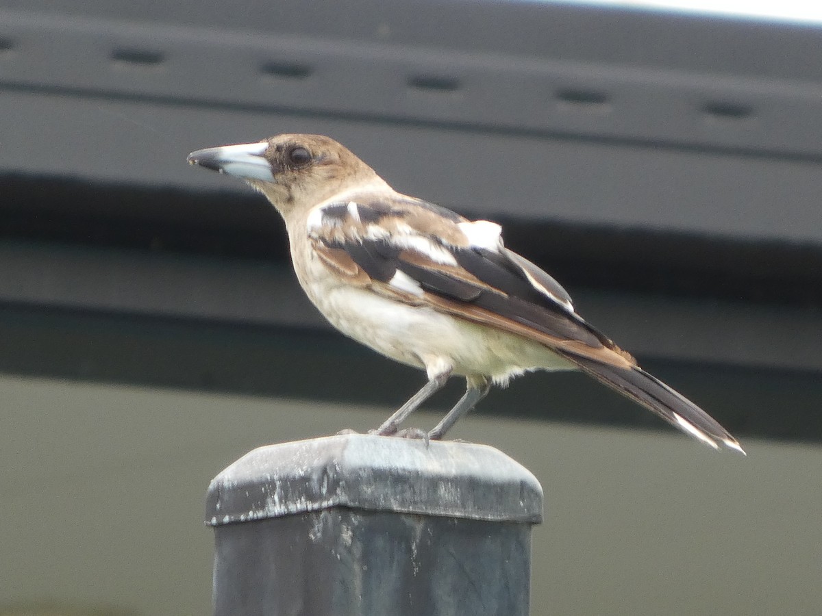 Pied Butcherbird - ML645708010