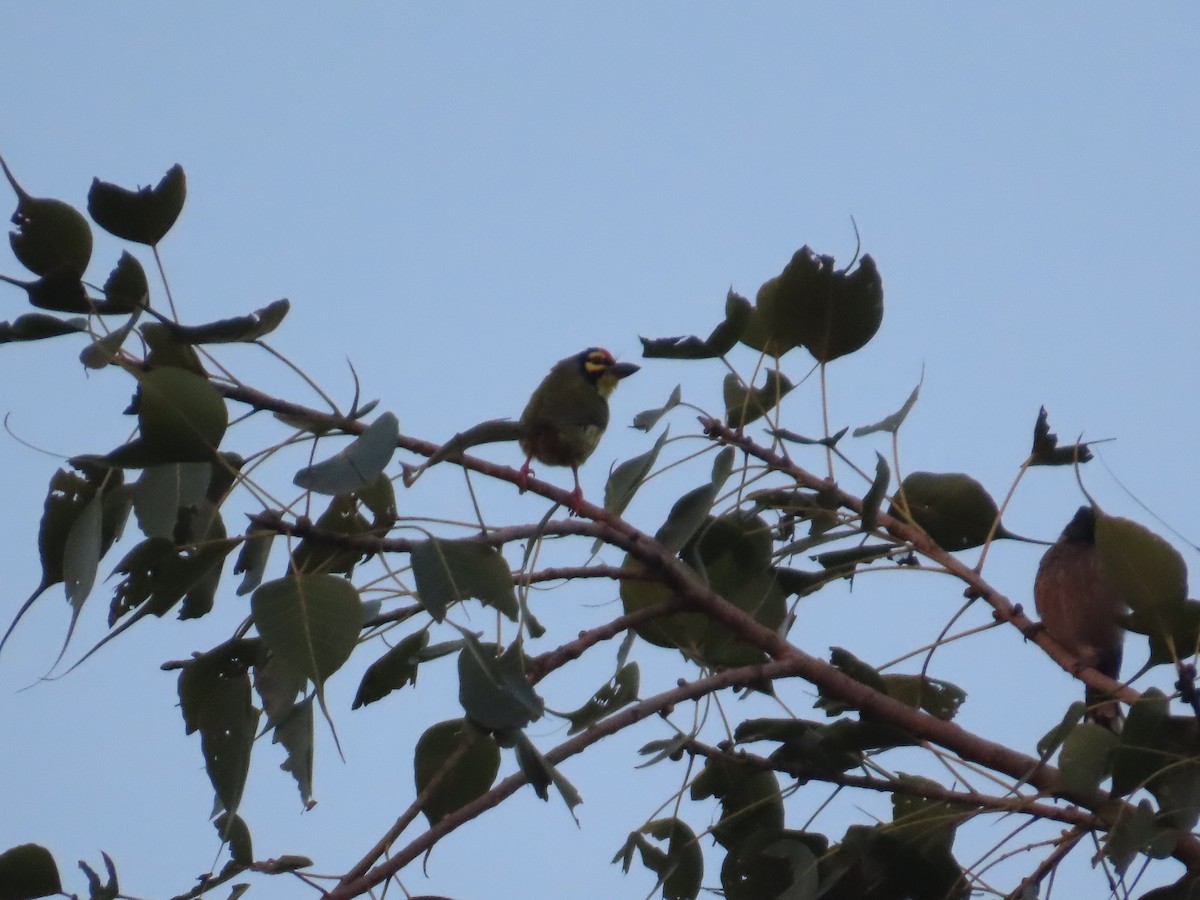 Coppersmith Barbet - ML645708012