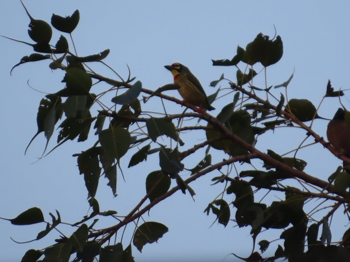 Coppersmith Barbet - ML645708013