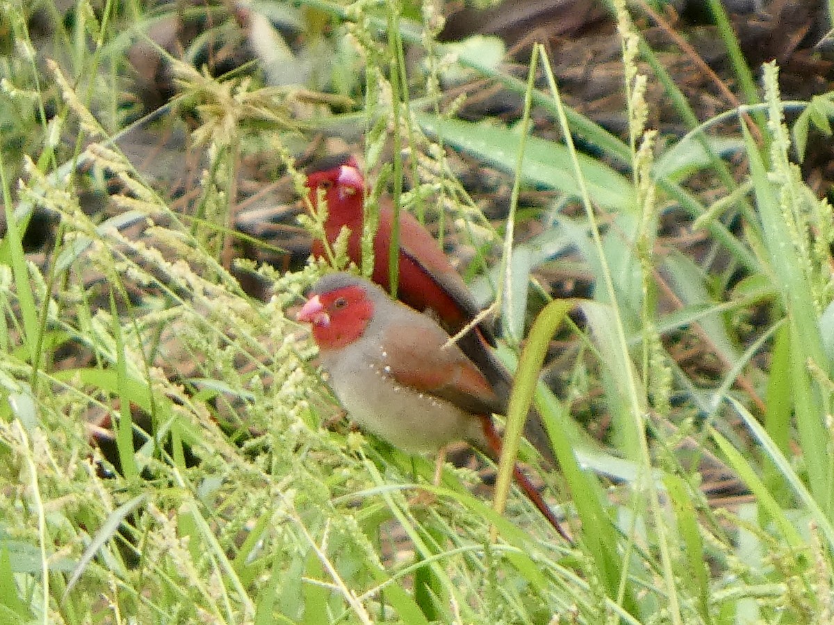 Crimson Finch - ML645708014