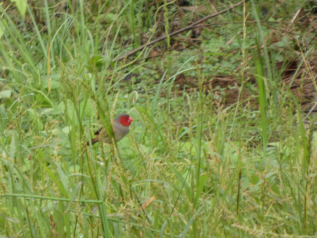 Crimson Finch - ML645708015