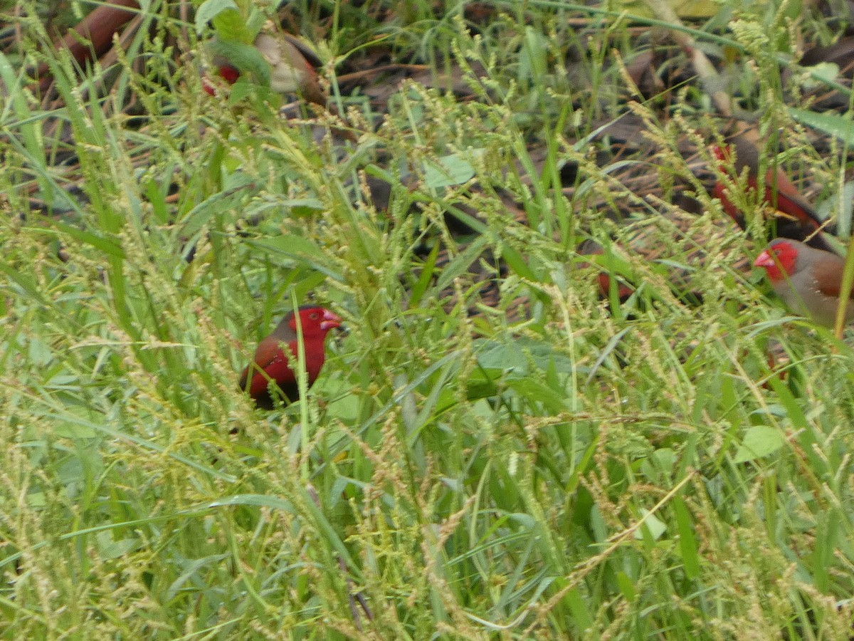 Crimson Finch - ML645708016