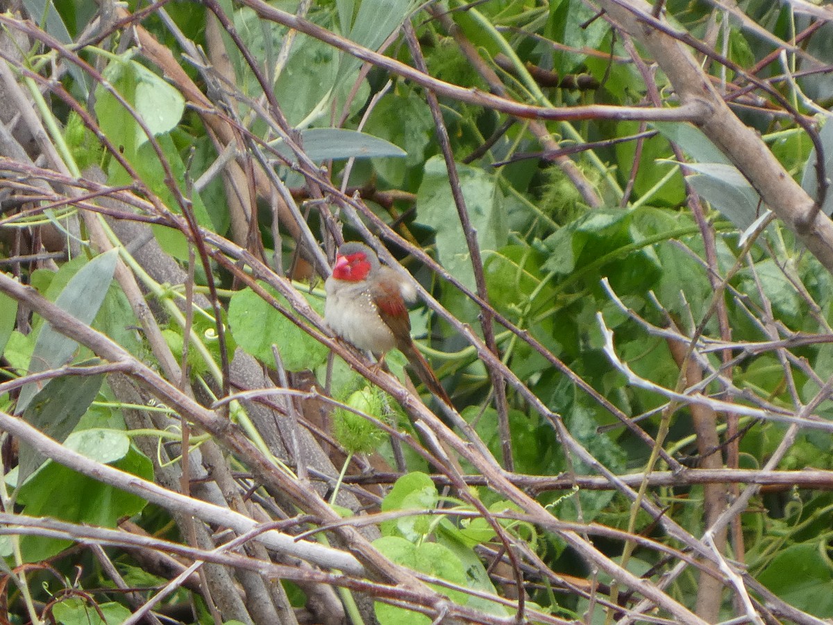 Crimson Finch - ML645708017