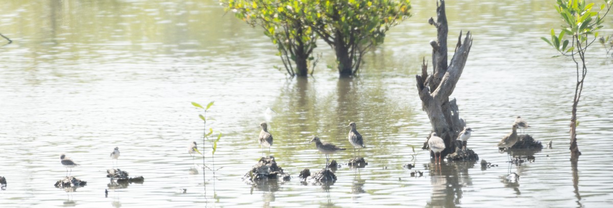 Pacific Golden-Plover - ML645708018