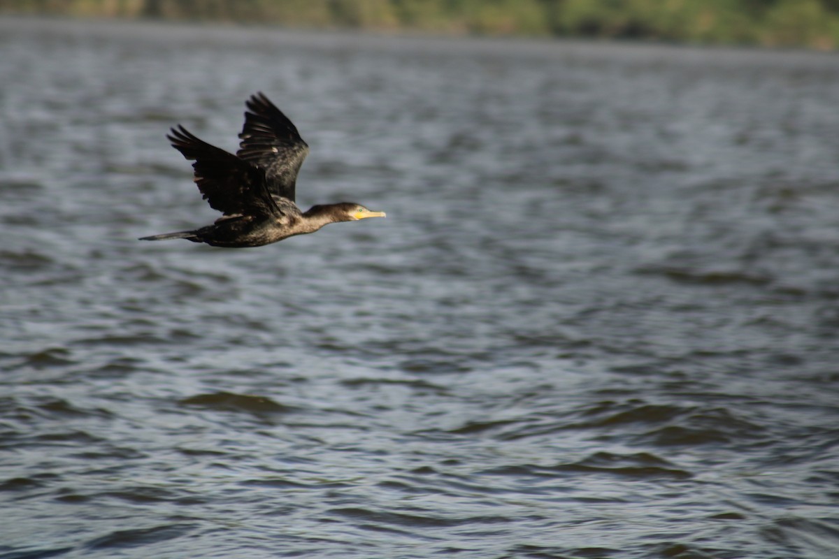 Neotropic Cormorant - ML645708019