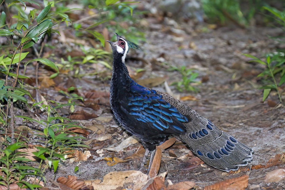 Palawan Peacock-Pheasant - ML645708020