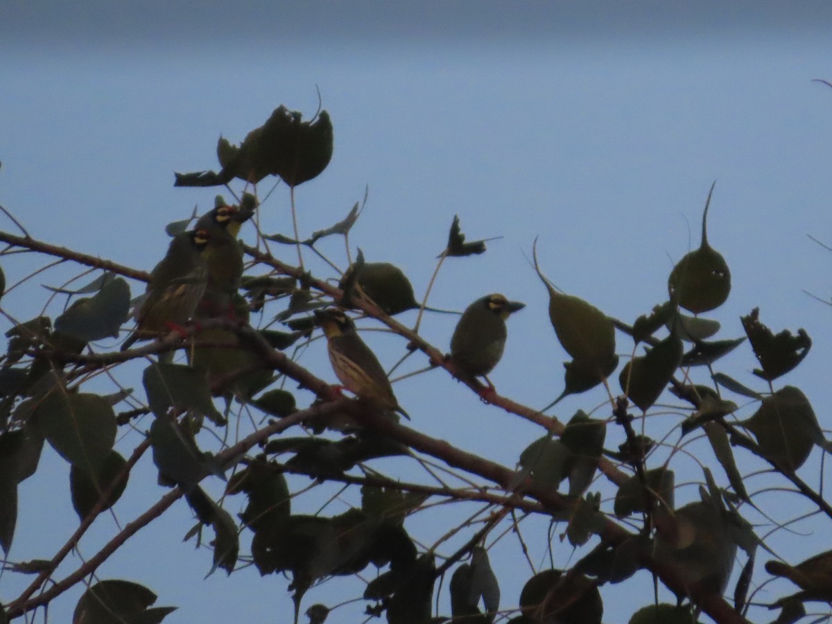 Coppersmith Barbet - ML645708024