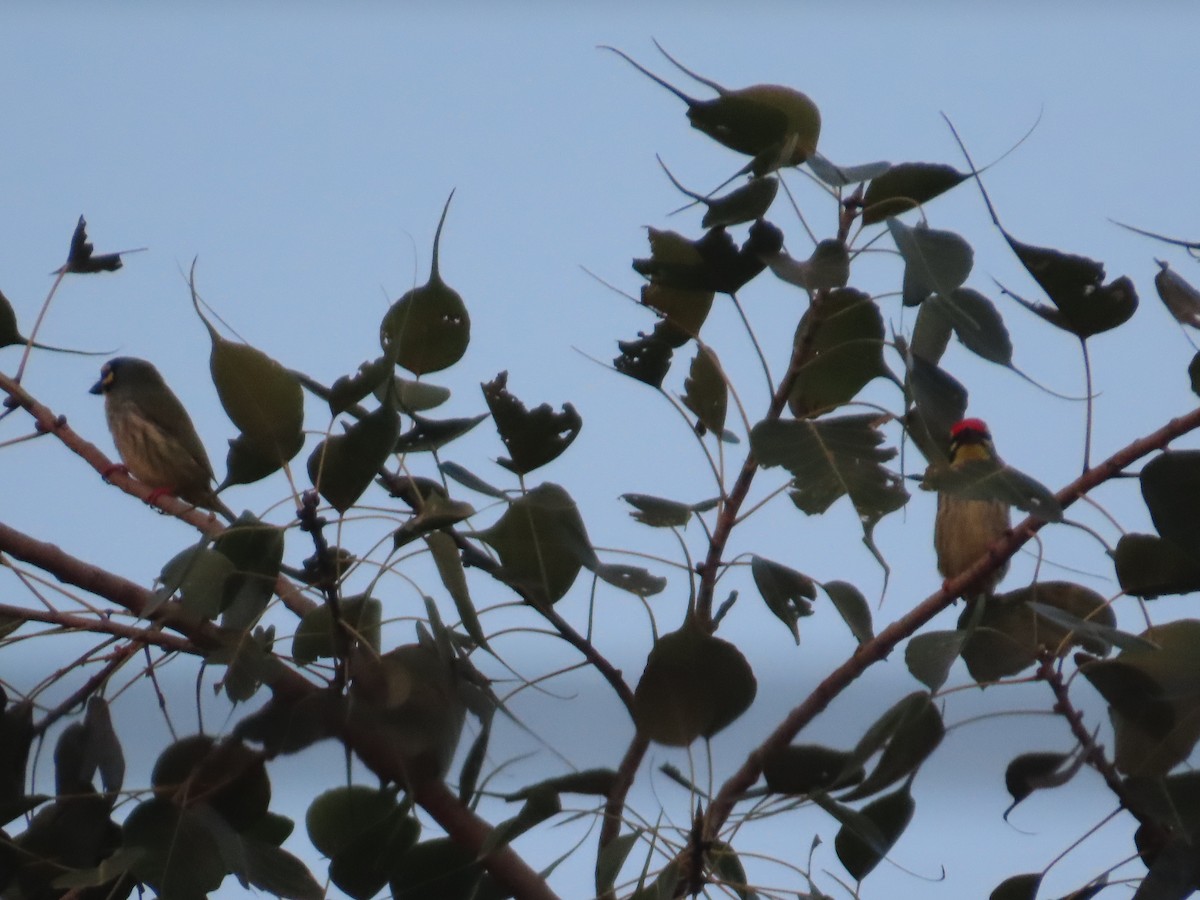 Coppersmith Barbet - ML645708025