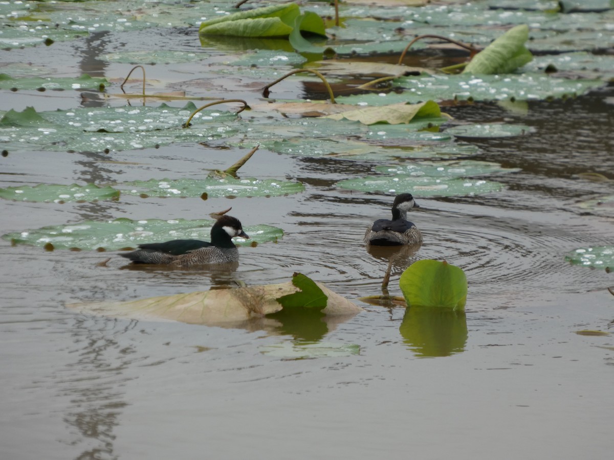 Green Pygmy-Goose - ML645708026