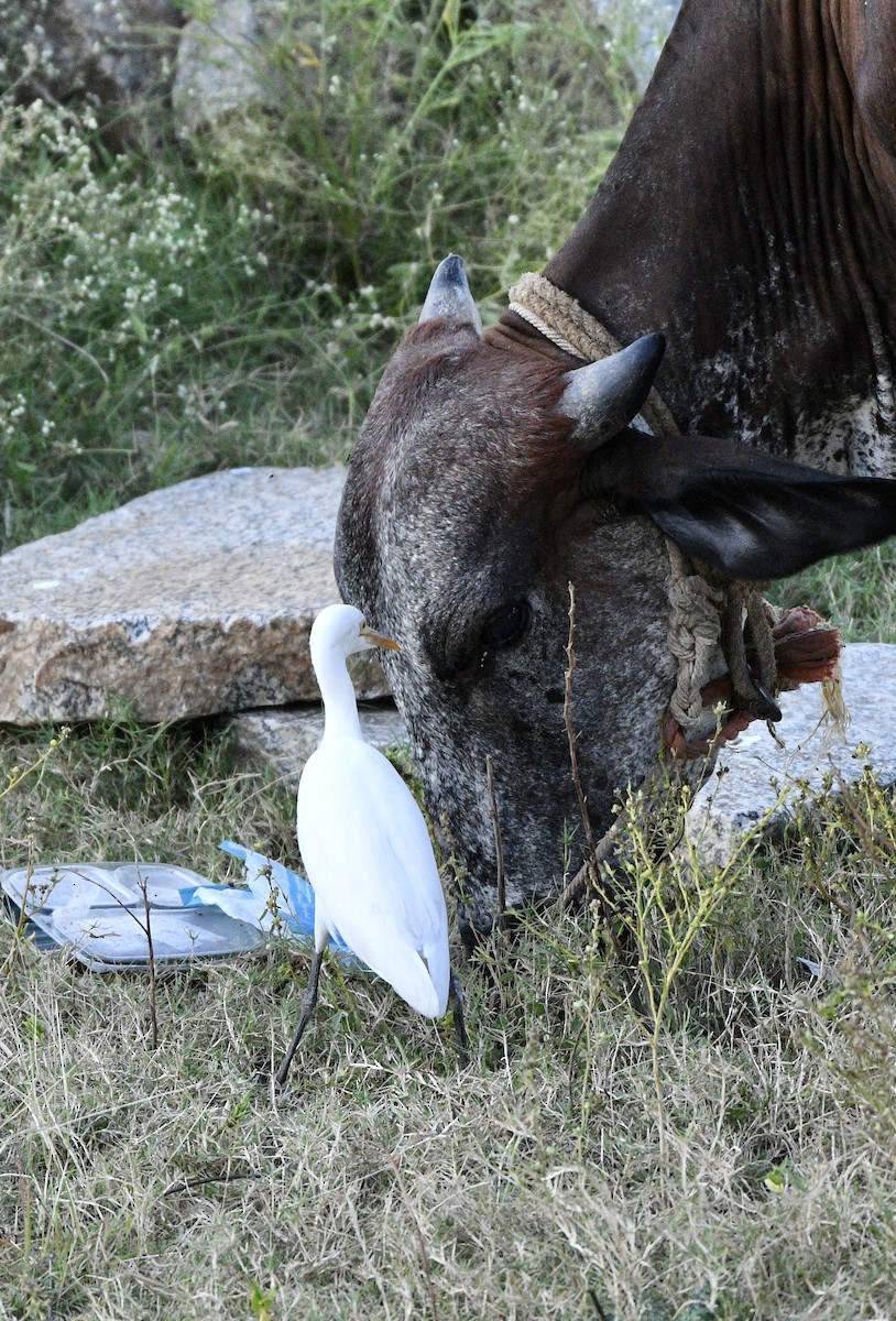 Eastern Cattle-Egret - ML645708027