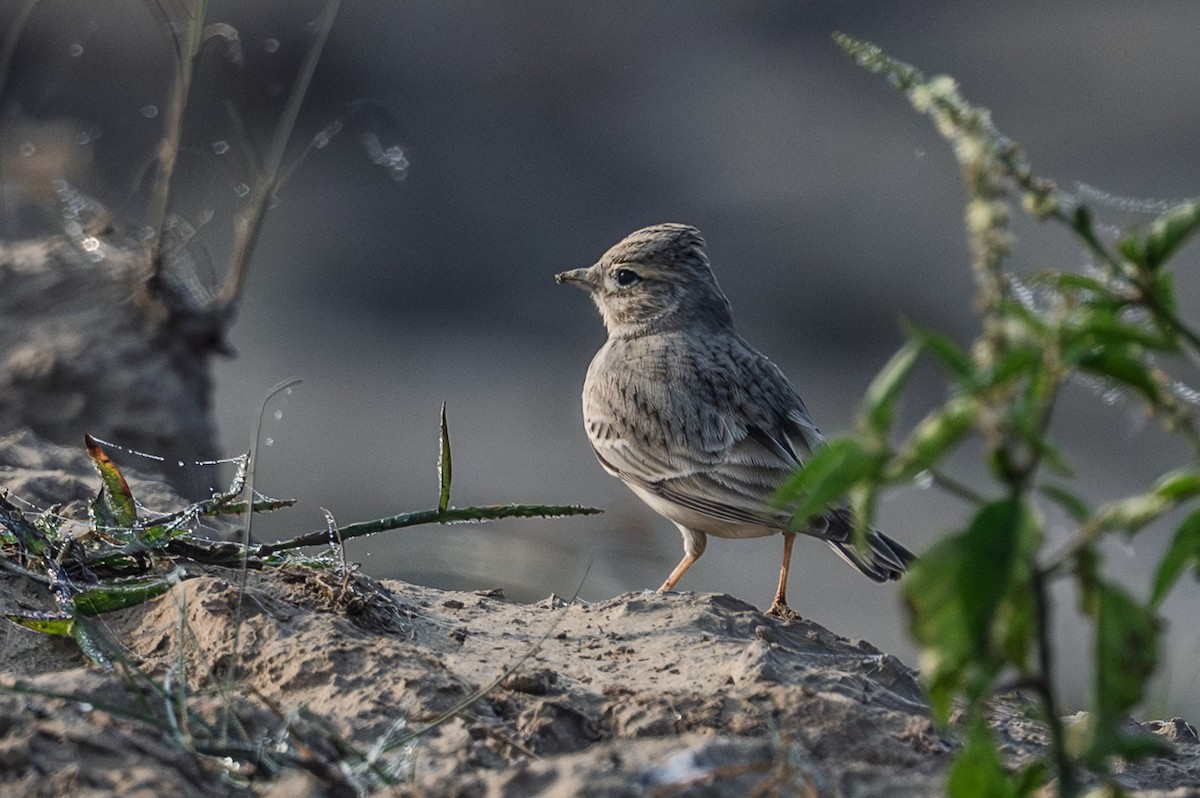 Sand Lark - ML645708028