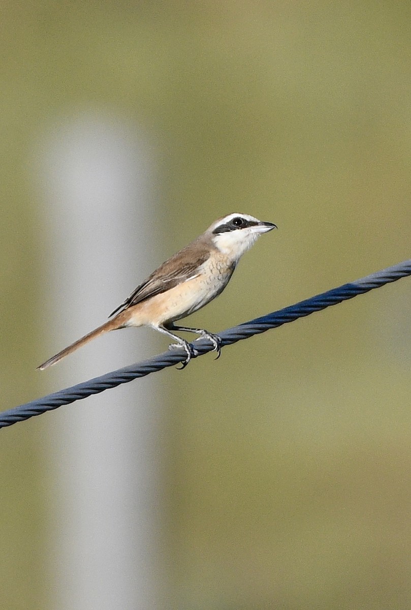 Brown Shrike - ML645708029