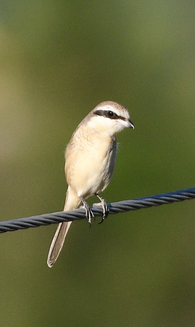 Brown Shrike - ML645708030