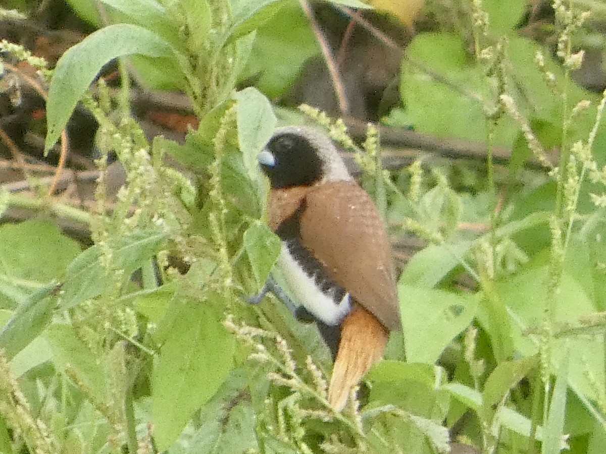 Chestnut-breasted Munia - ML645708033