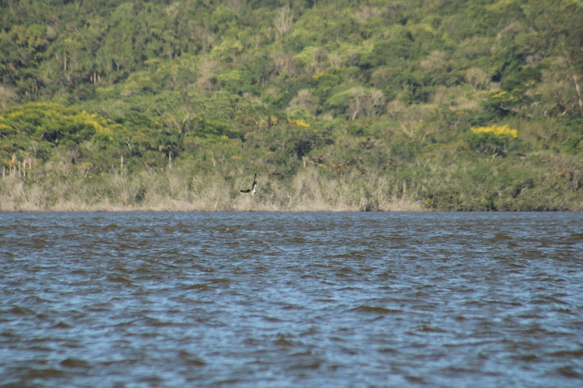 Osprey - ML645708035