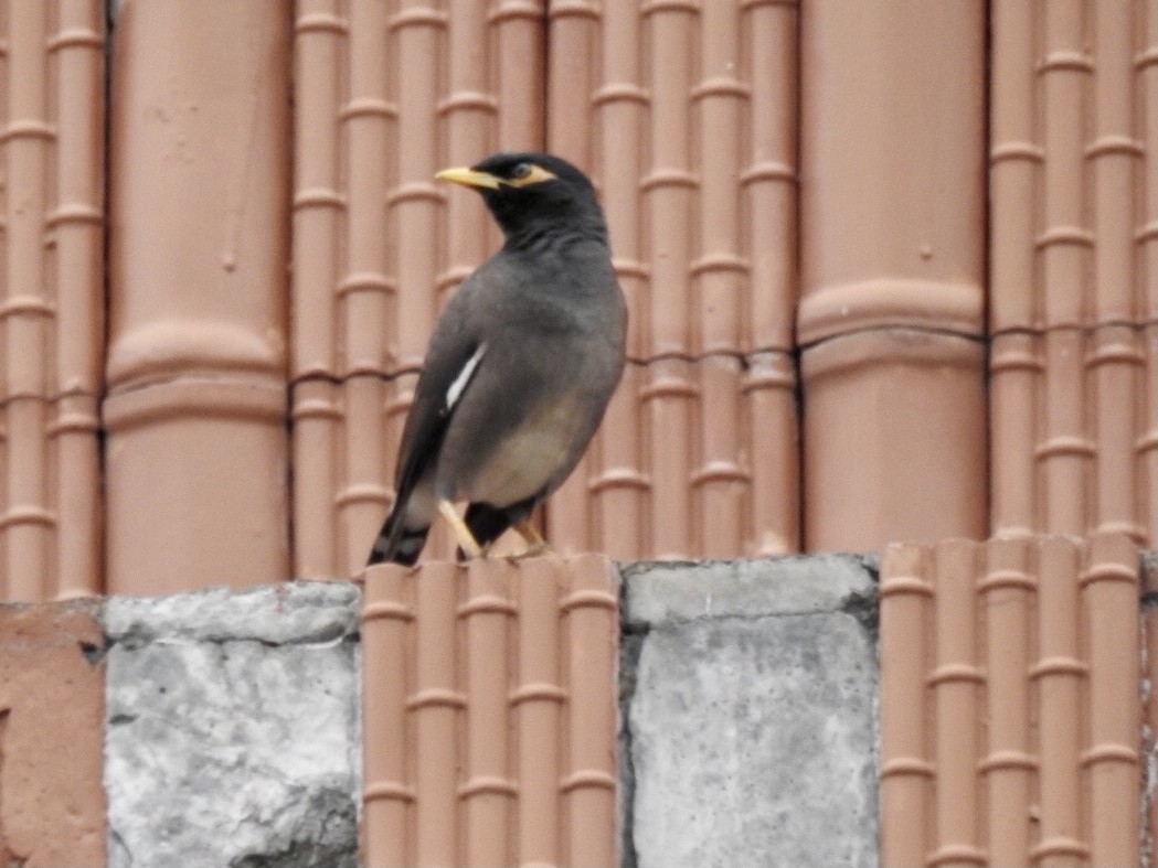 majna obecná - ML645708037