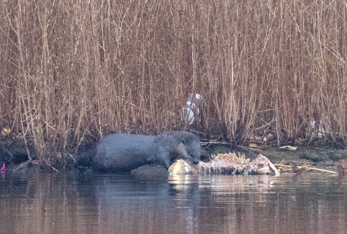 North American River Otter - ML645708038