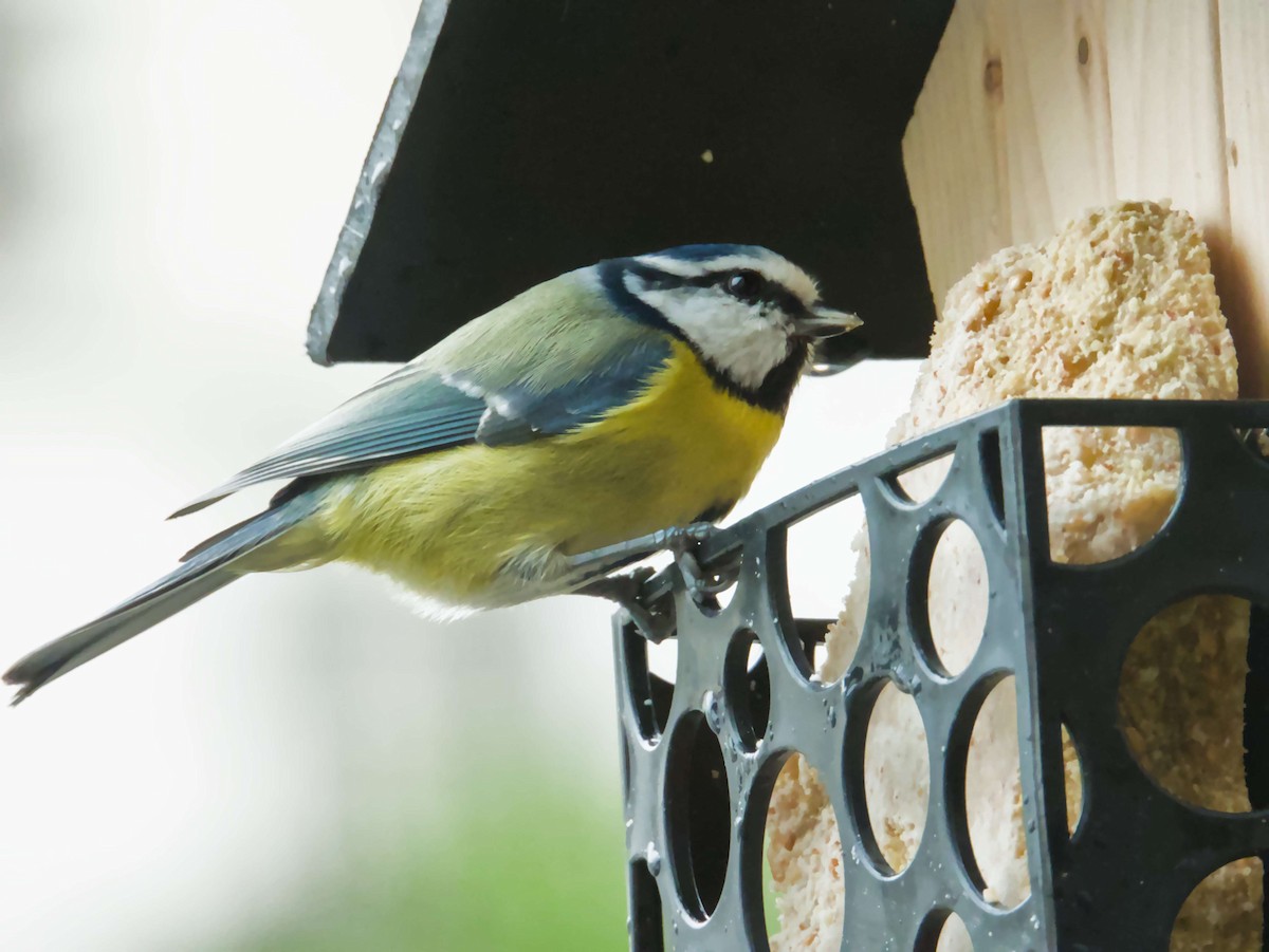 Eurasian Blue Tit - ML645708040