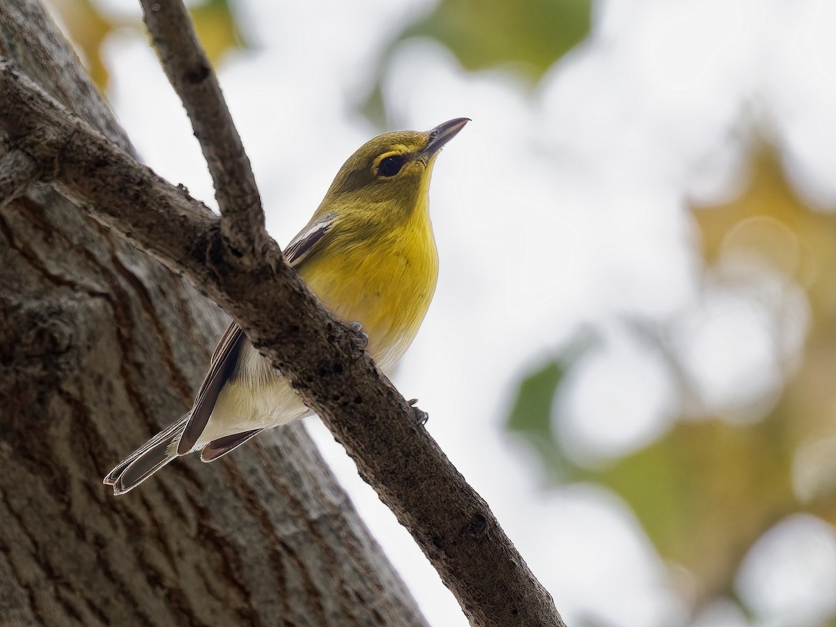 Yellow-throated Vireo - ML645708042