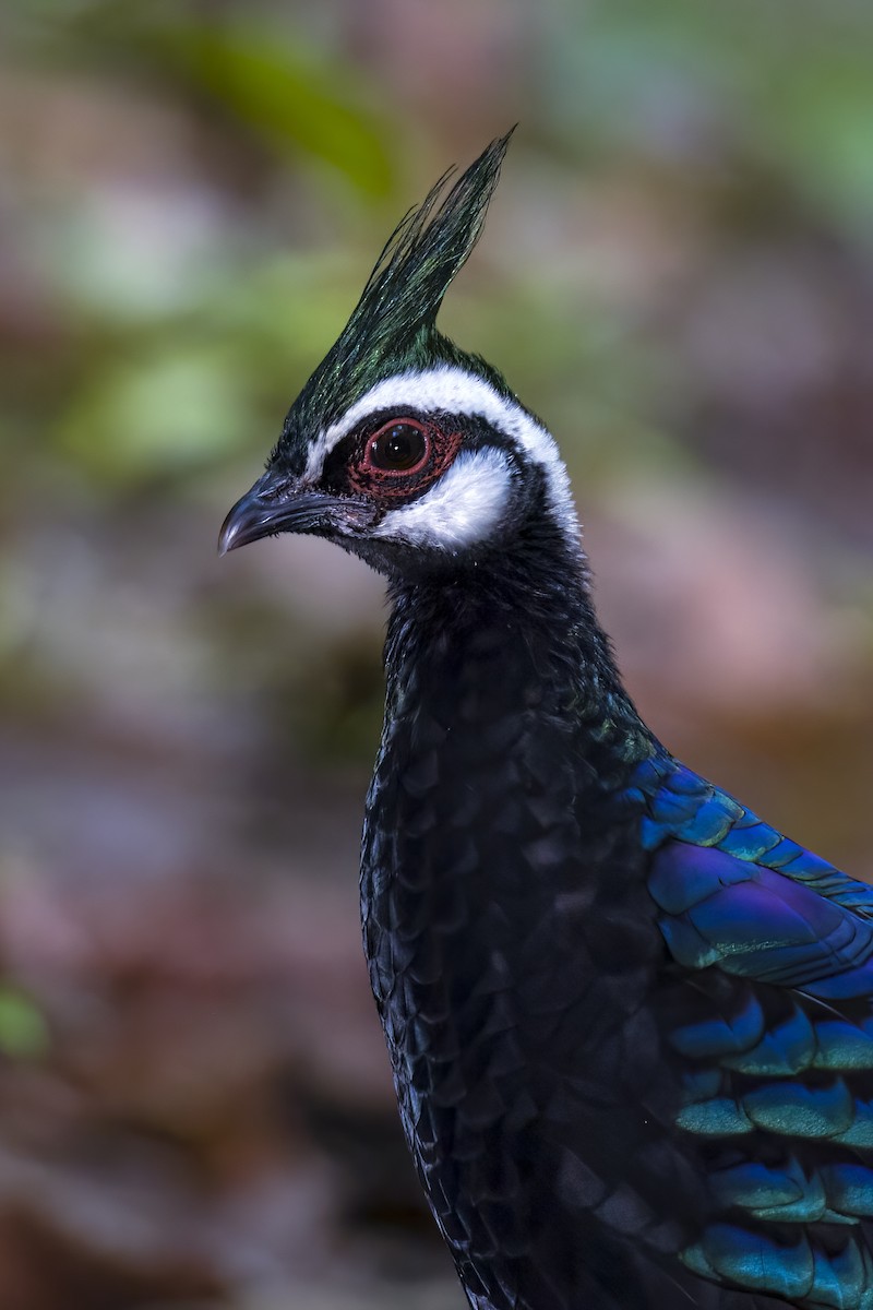 Palawan Peacock-Pheasant - ML645708043
