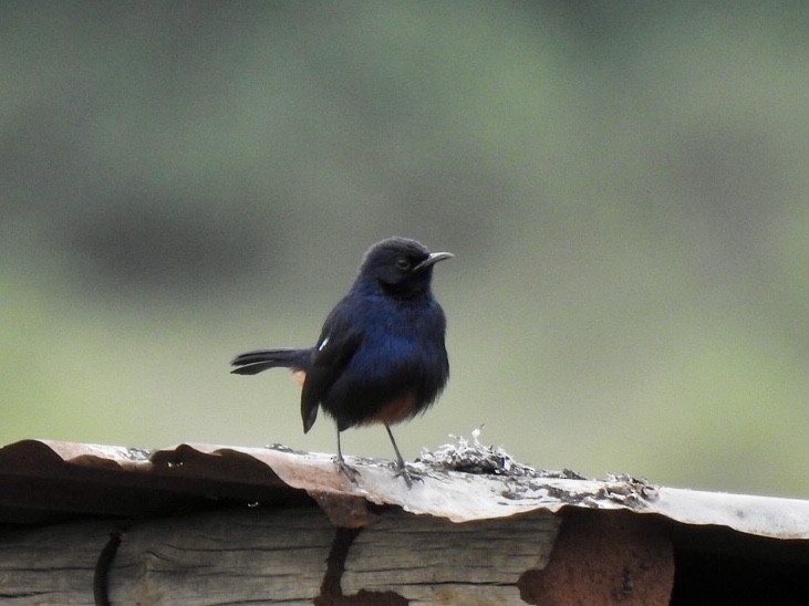 Indian Robin - ML645708054