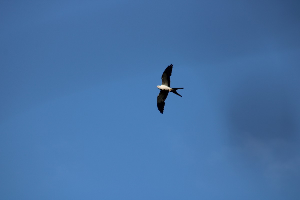 Swallow-tailed Kite - ML645708057