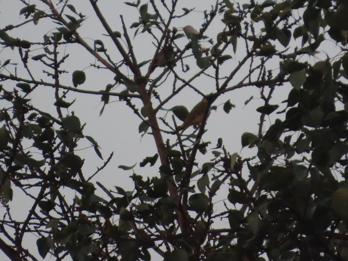 Indian Golden Oriole - ML645708058