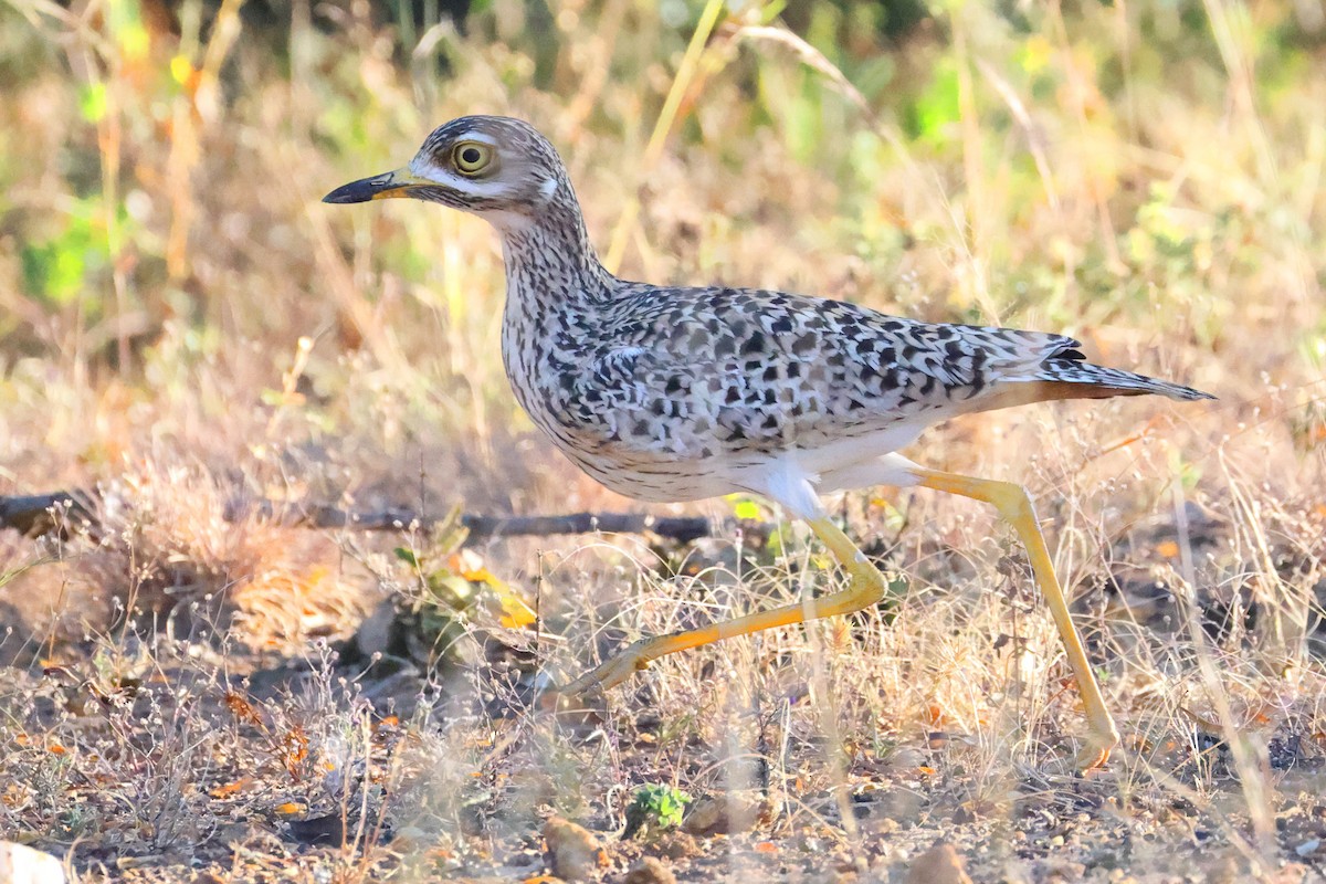 Spotted Thick-knee - ML645708059