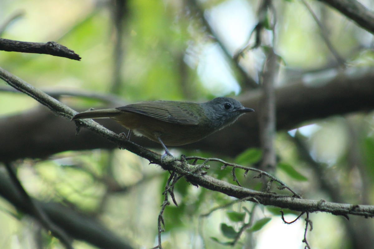 Gray-hooded Flycatcher - ML645708069