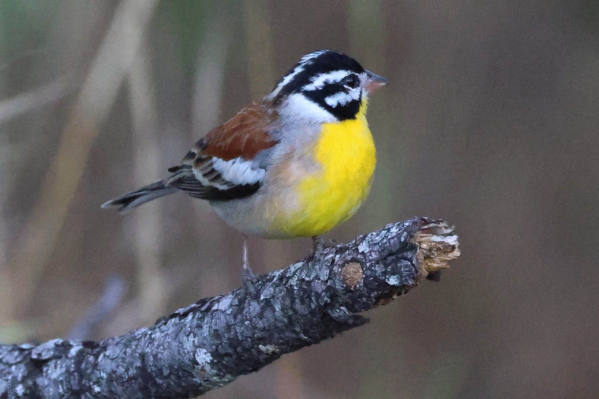 Golden-breasted Bunting - ML645708070
