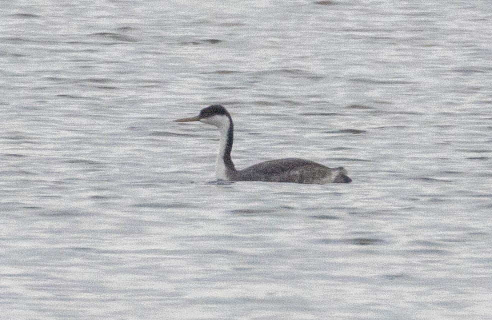 Western Grebe - ML645708071