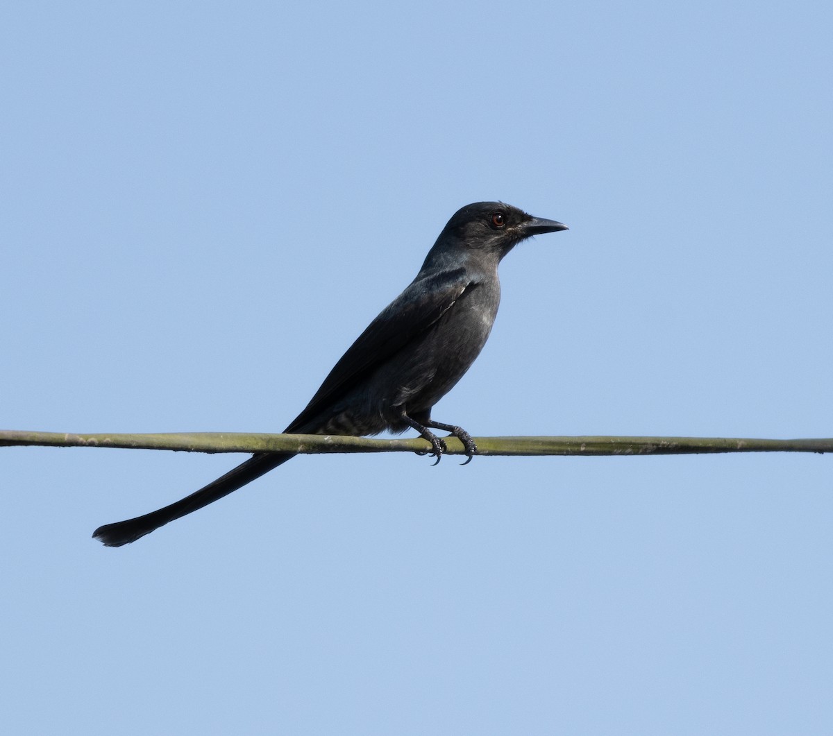 drongo černý - ML645708074