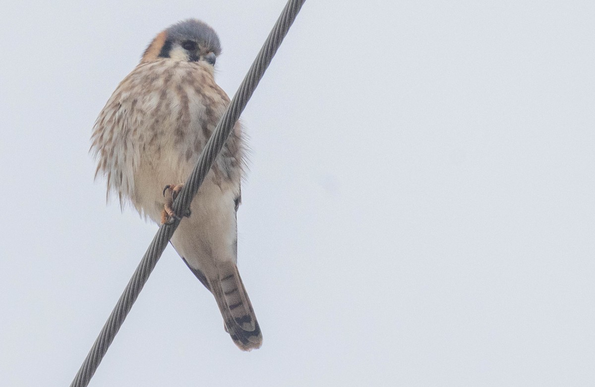 American Kestrel - ML645708077