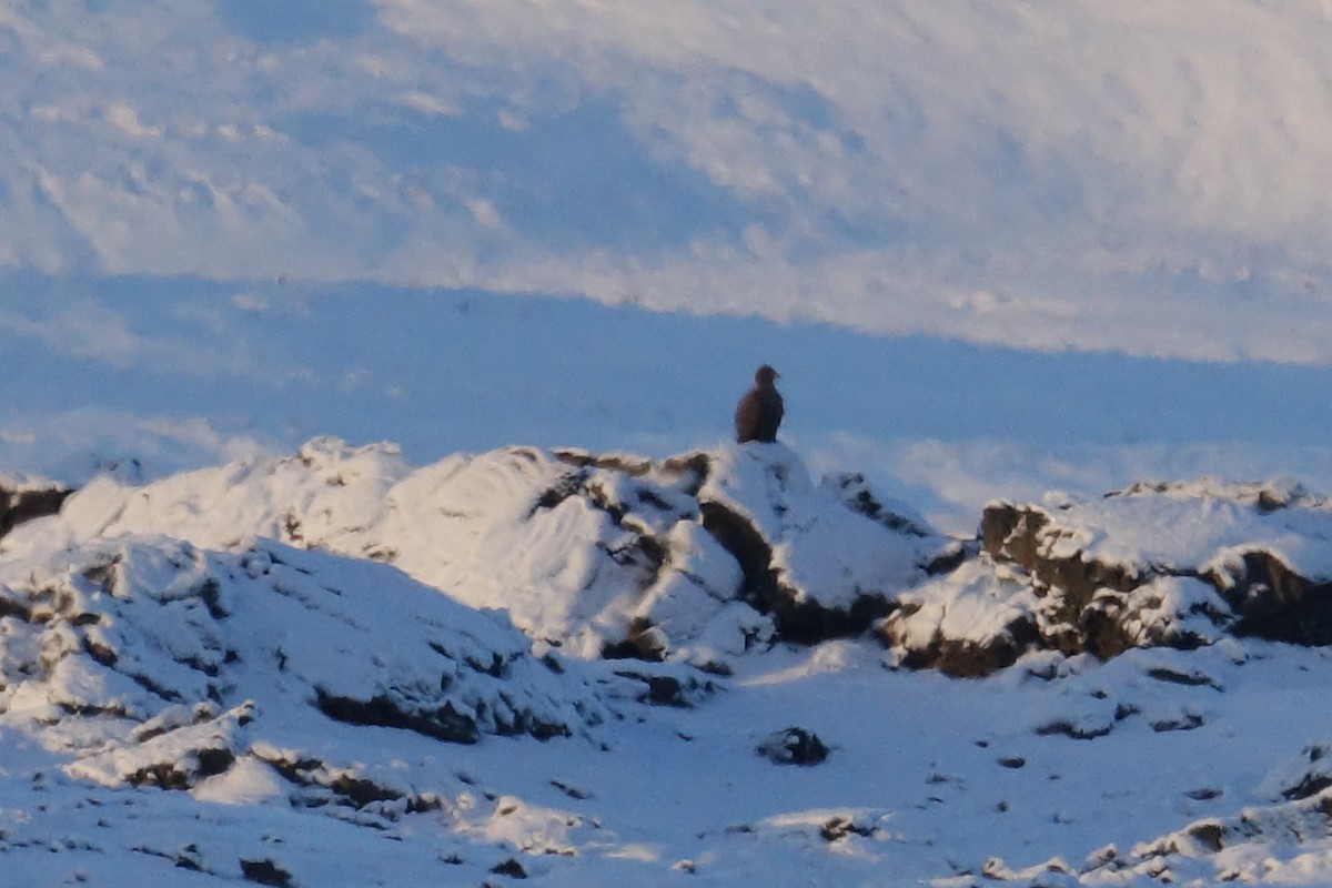 White-tailed Eagle - ML645708079